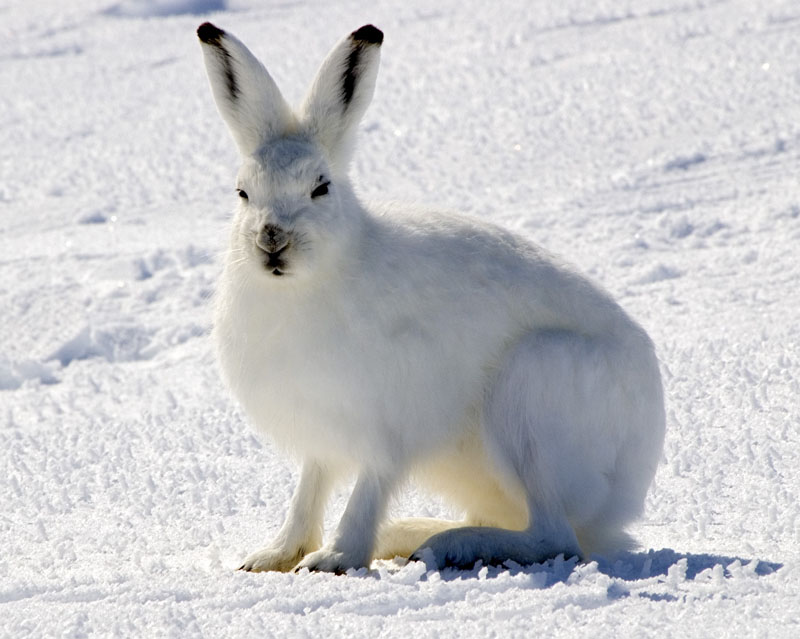 Image of an Arctic Hare