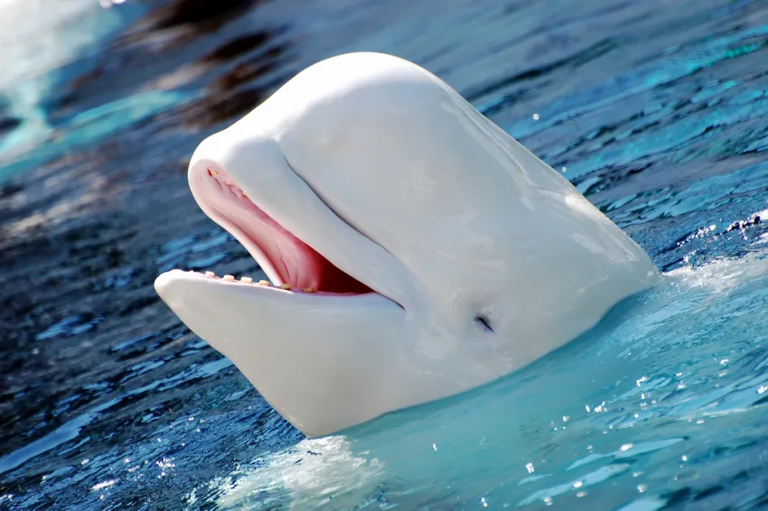 Image of an Beluga Whale