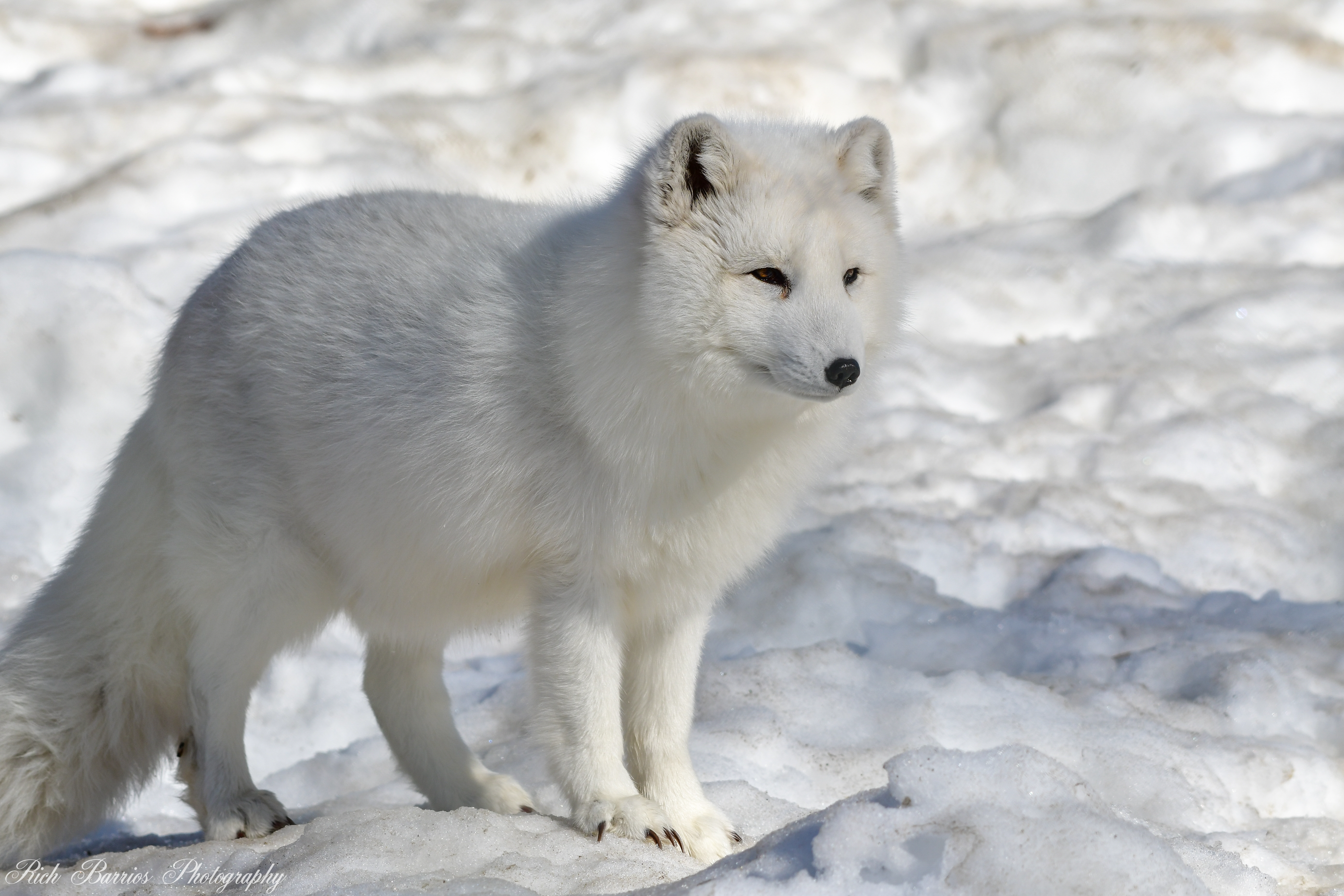 Image of an Arctic Fox