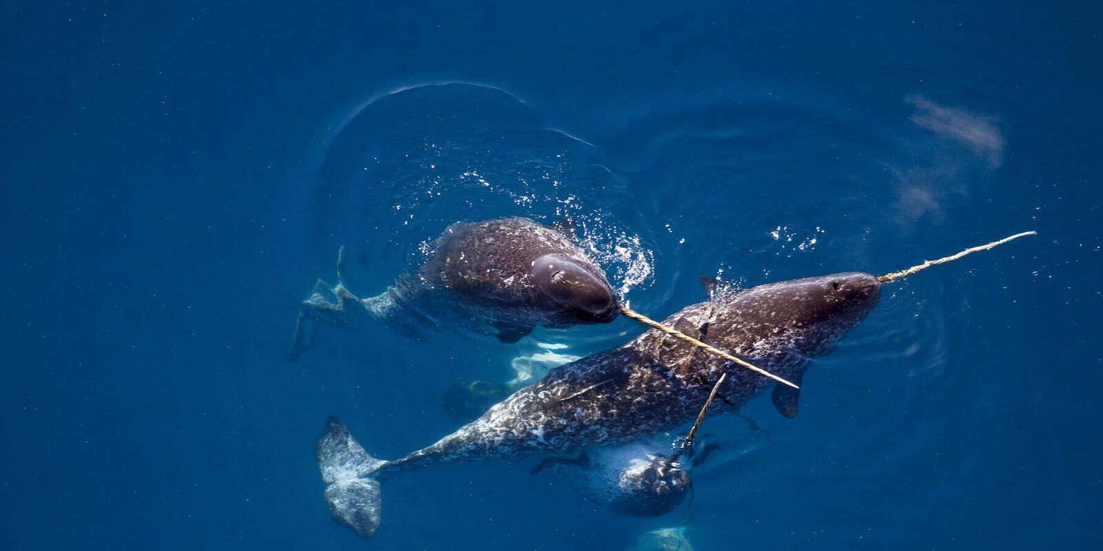 Image of a Narwhal