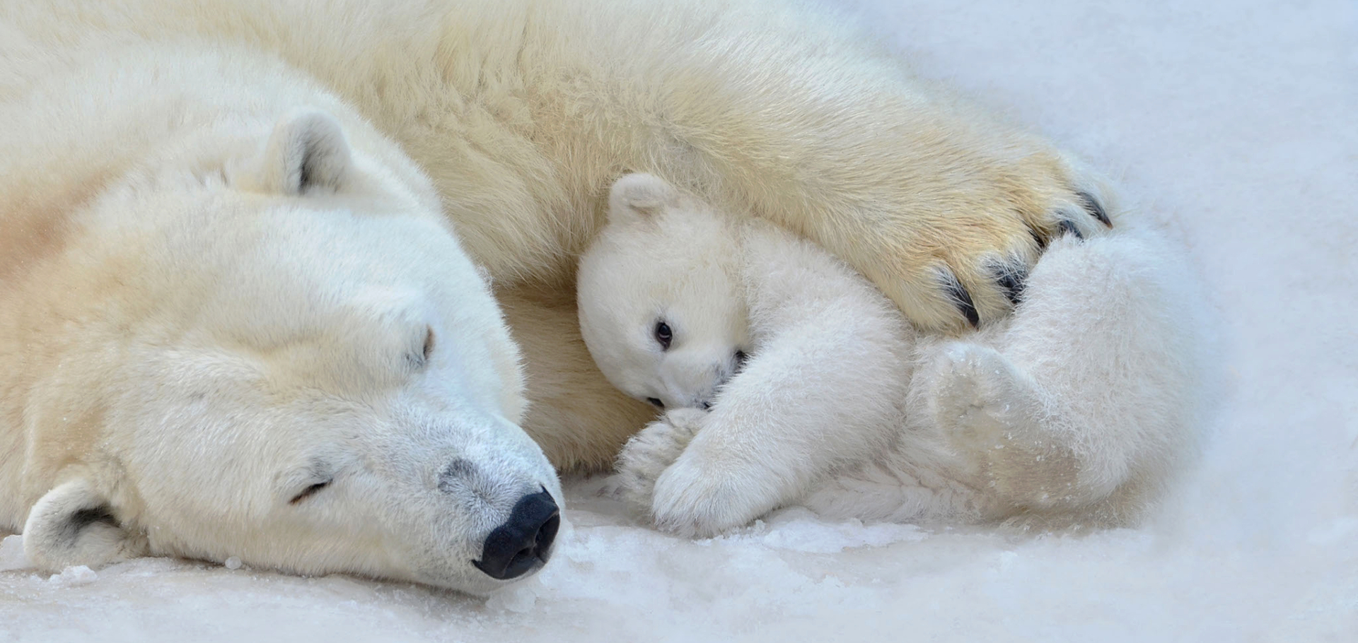 Image of a Polar Bear