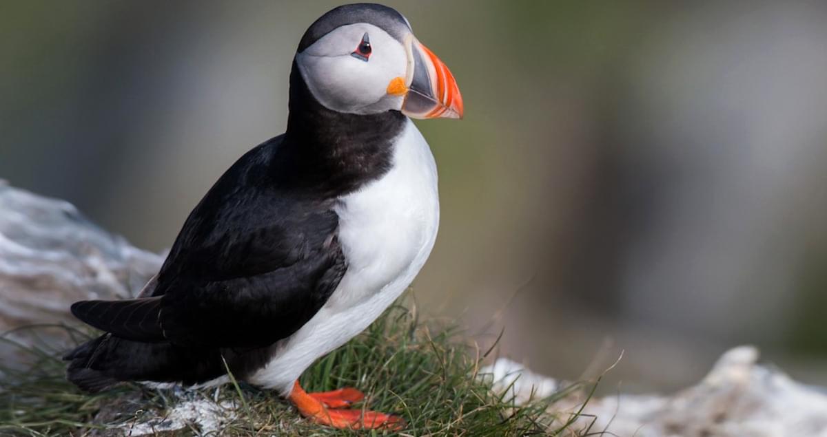 Image of an Atlantic Puffin