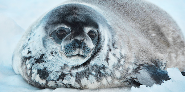 Image of a Ringed Seal