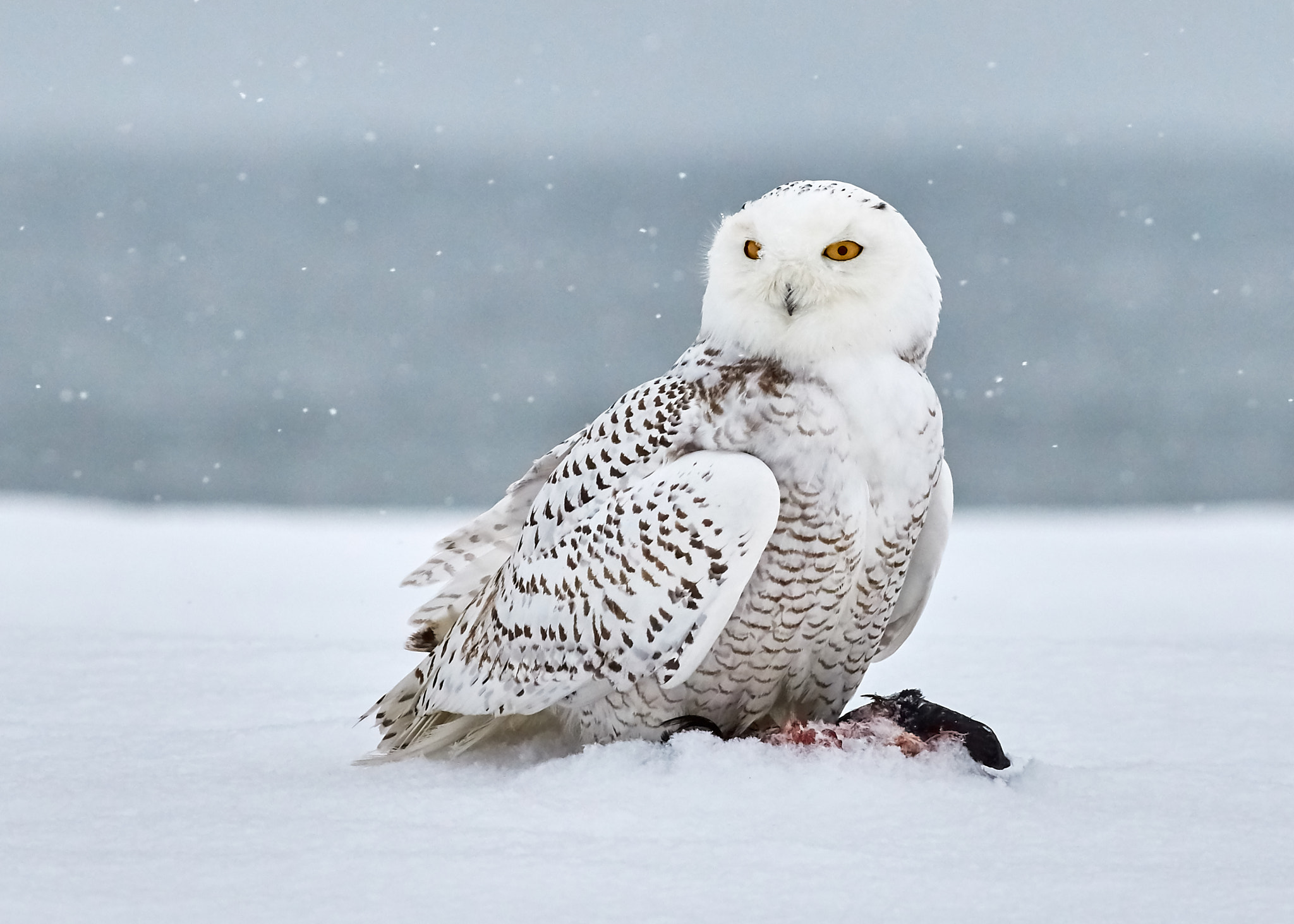 Image of a Snowy Owl