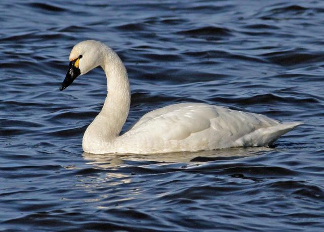 Image of a tundra swan