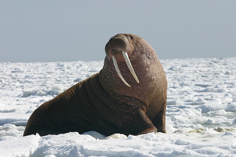 Image of a Walrus