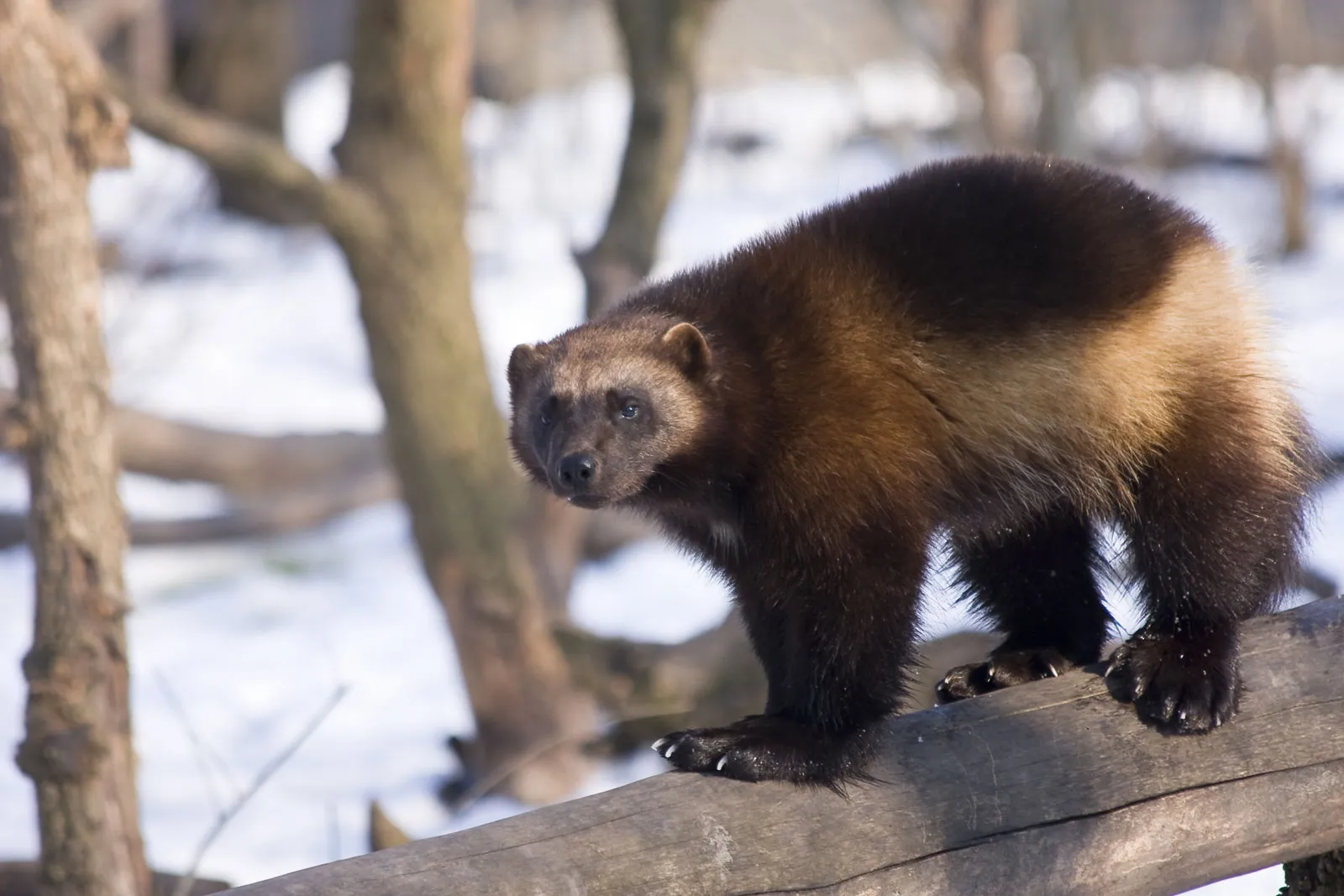 image of a wolverine